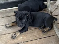 Marceline , a female Cane Corso for sale in Washington, PA – Photo 1 of 2