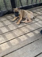 Rigby , a male Cane Corso for sale in Washington, PA – Photo 3 of 4