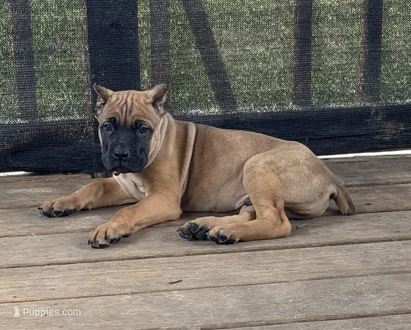 Rigby  – Cane Corso puppy for sale in Washington, PA