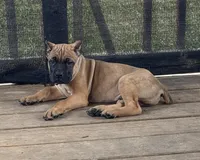 Rigby , a male Cane Corso for sale in Washington, PA – Photo 1 of 4