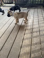 Rigby , a male Cane Corso for sale in Washington, PA – Photo 4 of 4