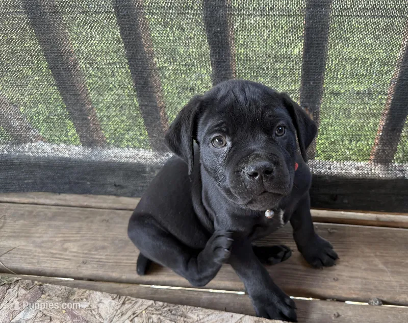 Lemongrab – Cane Corso puppy for sale in Washington, PA