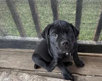 Lemongrab, a male Cane Corso for sale in Washington, PA – Photo 1 of 5