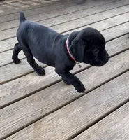 Lemongrab, a male Cane Corso for sale in Washington, PA – Photo 3 of 5