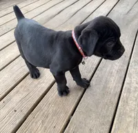 Lemongrab, a male Cane Corso for sale in Washington, PA – Photo 4 of 5