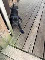 Lemongrab, a male Cane Corso for sale in Washington, PA – 2 of 5