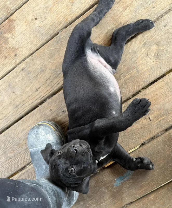 Lemongrab – Cane Corso puppy for sale in Washington, PA
