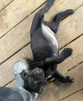 Lemongrab, a male Cane Corso for sale in Washington, PA – Photo 5 of 5