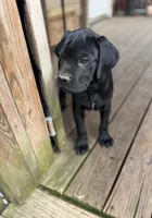 Lemongrab, a male Cane Corso for sale in Washington, PA – 1 of 5