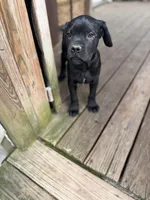 Lemongrab, a male Cane Corso for sale in Washington, PA – 3 of 5