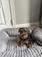 Male Yorkie (black & tan), a male Yorkshire Terrier for sale in Washington, DC – 2 of 7
