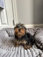 Male Yorkie (black & tan), a male Yorkshire Terrier for sale in Washington, DC – 4 of 7