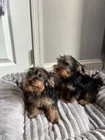 Male Yorkie (black & tan), a male Yorkshire Terrier for sale in Washington, DC – 3 of 7