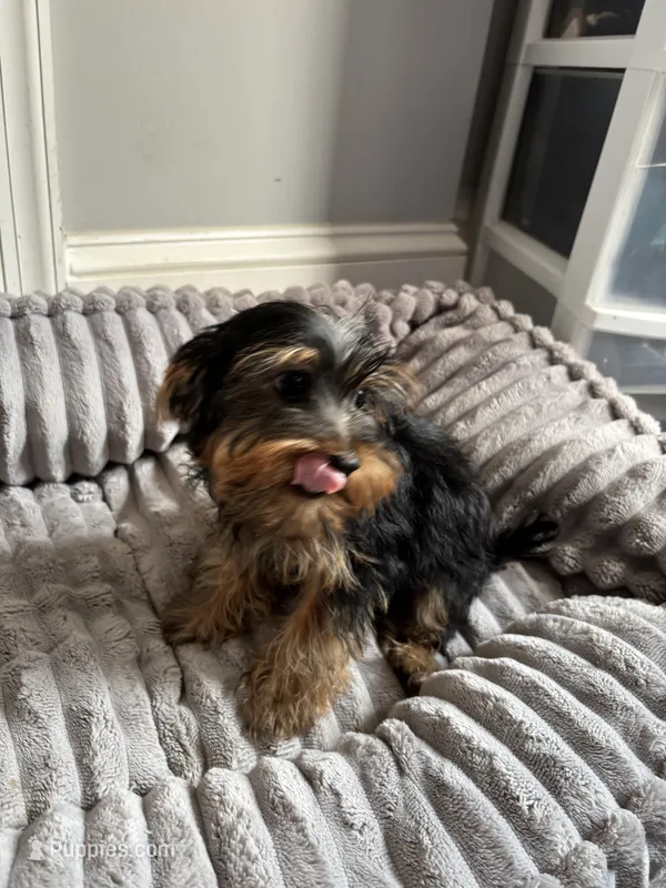 Male Yorkie (black & tan) – Yorkshire Terrier puppy for sale in Washington, DC