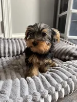 Male Yorkie (black & tan), a male Yorkshire Terrier for sale in Washington, DC – 6 of 7