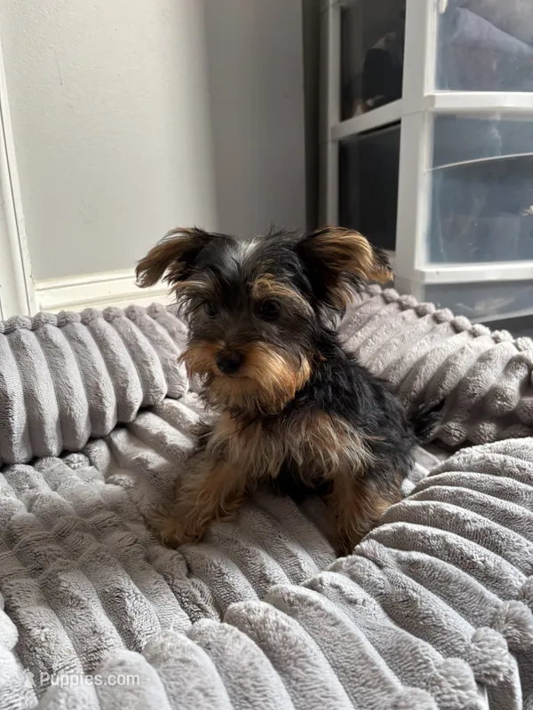 Male Yorkie ( black & tan) – Yorkshire Terrier puppy for sale in Washington, DC