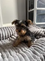 Male Yorkie ( black & tan), a male Yorkshire Terrier for sale in Washington, DC – 1 of 3