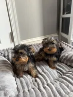 Male Yorkie ( black & tan), a male Yorkshire Terrier for sale in Washington, DC – 3 of 3