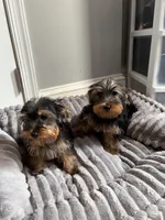 Male Yorkie (black & tan), a male Yorkshire Terrier for sale in Washington, DC – 5 of 7