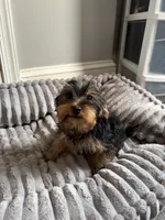 Male Yorkie ( black & tan), a male Yorkshire Terrier for sale in Washington, DC – 2 of 3