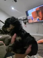 Rocky, a male Yorkshire Terrier for sale in San Diego, CA – 3 of 3