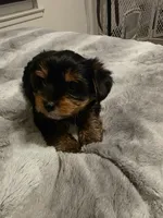 2 males, a male Yorkshire Terrier for sale in San Diego, CA – Photo 4 of 4