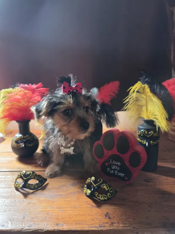Miracle – Yorkshire Terrier puppy for sale in San Diego, CA