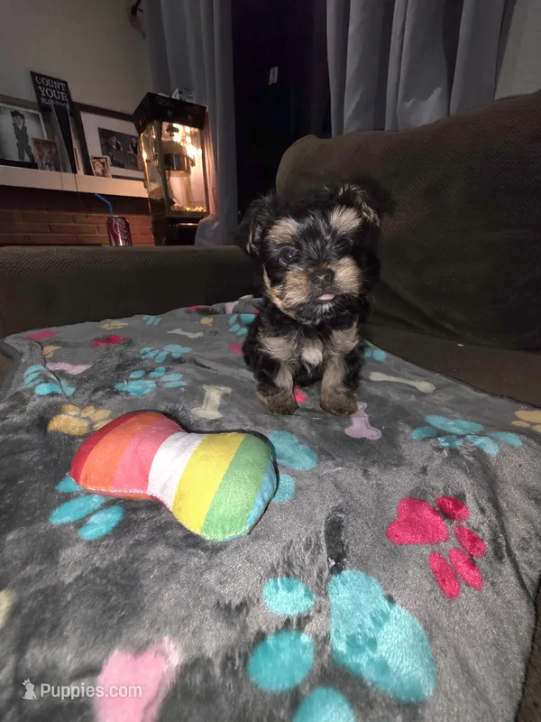 Rocky – Yorkshire Terrier puppy for sale in San Diego, CA