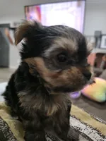 Jade, a female Yorkshire Terrier for sale in San Diego, CA – 2 of 2