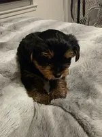 Bonbon, a male Yorkshire Terrier for sale in San Diego, CA – Photo 3 of 9