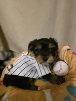 Bonbon, a male Yorkshire Terrier for sale in San Diego, CA – Photo 8 of 9