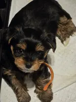 Bonbon, a male Yorkshire Terrier for sale in San Diego, CA – Photo 1 of 9