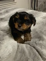 Bonbon, a male Yorkshire Terrier for sale in San Diego, CA – Photo 2 of 9