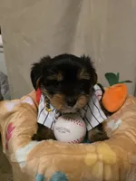 Bonbon, a male Yorkshire Terrier for sale in San Diego, CA – Photo 4 of 9