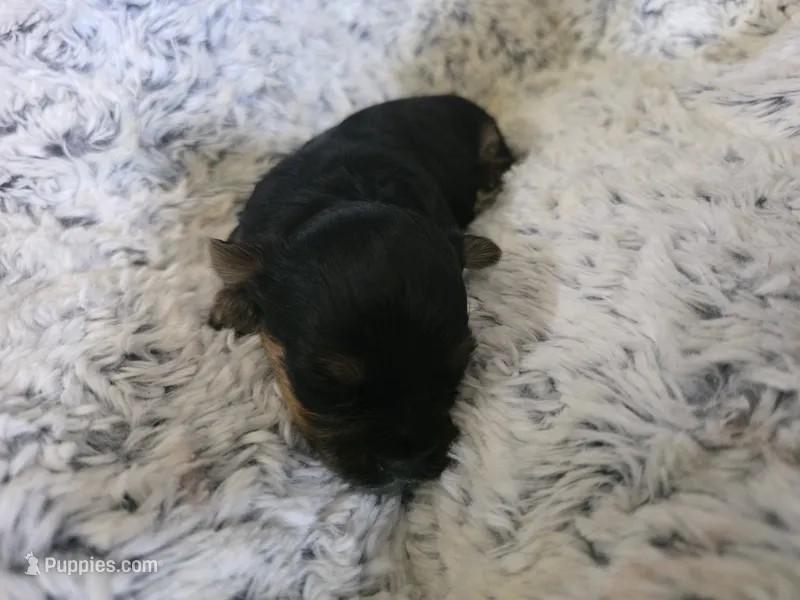 Rocky – Yorkshire Terrier puppy for sale in San Diego, CA