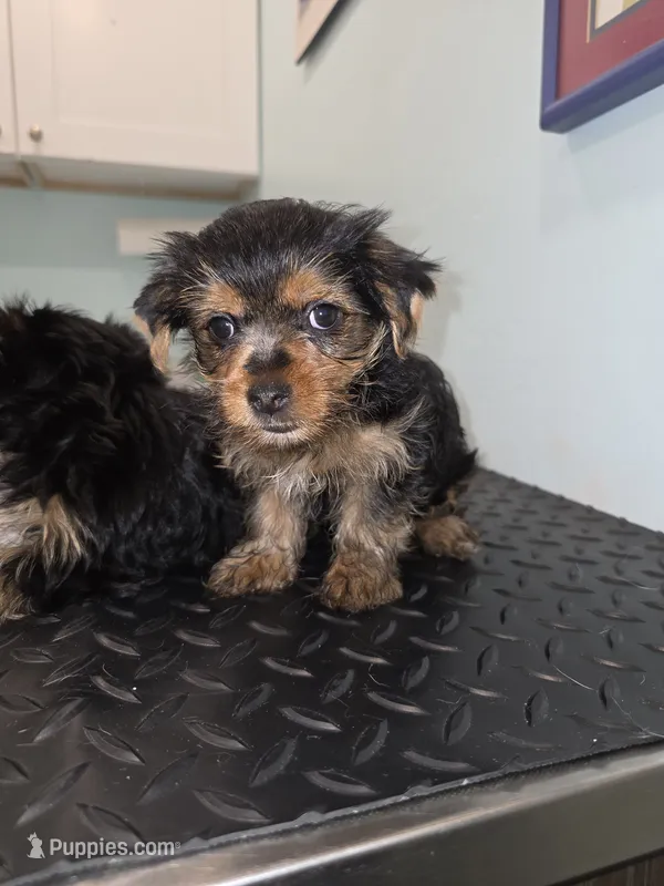 Miracle – Yorkshire Terrier puppy for sale in San Diego, CA
