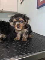 Miracle, a female Yorkshire Terrier for sale in San Diego, CA – 1 of 4