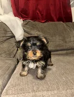 Miracle, a female Yorkshire Terrier for sale in San Diego, CA – 3 of 4