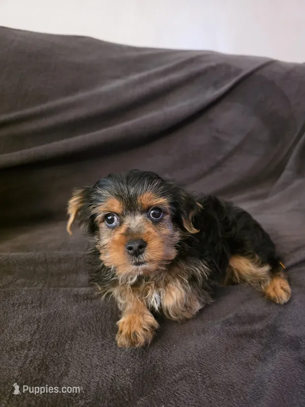 Miracle – Yorkshire Terrier puppy for sale in San Diego, CA