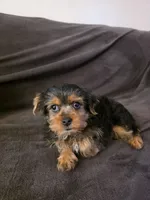 Miracle, a female Yorkshire Terrier for sale in San Diego, CA – 1 of 1