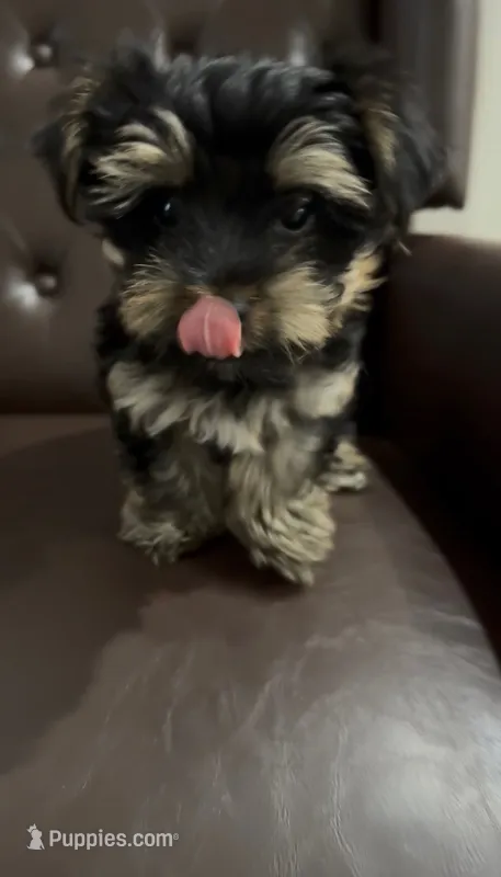 Rocky – Yorkshire Terrier puppy for sale in San Diego, CA