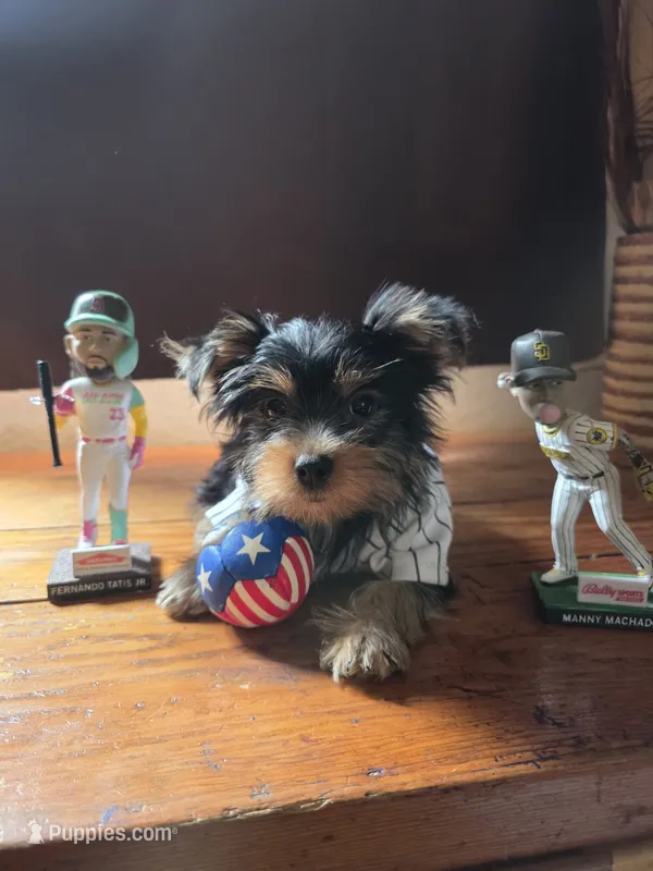 Theo – Yorkshire Terrier puppy for sale in San Diego, CA