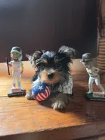 Theo, a male Yorkshire Terrier for sale in San Diego, CA – 1 of 2