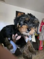 Bonbon, a male puppy for sale in San Diego, CA – Photo 1 of 2