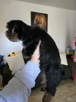 Bonbon, a male puppy for sale in San Diego, CA – Photo 2 of 2