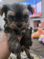 Jade, a female Yorkshire Terrier for sale in San Diego, CA – 1 of 2