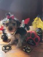 Miracle, a female Yorkshire Terrier for sale in San Diego, CA – 2 of 2