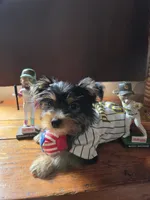 Theo, a male Yorkshire Terrier for sale in San Diego, CA – 2 of 2