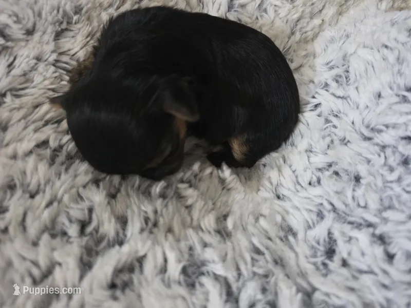 Jade – Yorkshire Terrier puppy for sale in San Diego, CA