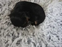 Jade, a female Yorkshire Terrier for sale in San Diego, CA – 1 of 1